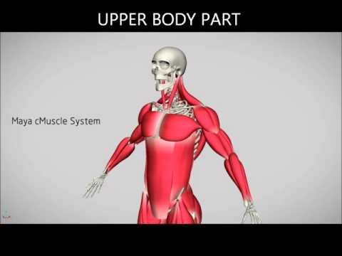 biomechanical analysis of volleyball serve The biomechanics of the volleyball serve summary: the biomechanics of how a volleyball is served show that an overhand serve is more effective than an underhand serve as stated by amezdroz et al, (2004) biomechanics is the study of how living things move, and the efficiency of movement, in particular. biomechanical analysis of volleyball serve The biomechanics of the volleyball serve summary: the biomechanics of how a volleyball is served show that an overhand serve is more effective than an underhand serve as stated by amezdroz et al, (2004) biomechanics is the study of how living things move, and the efficiency of movement, in particular.