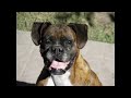 Click here to watch this video mIS PERROS LOS MAS PERFECTOS.wmv