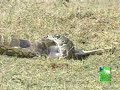 python vs deer