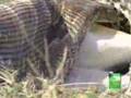 python-vs-deer