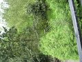 murueta