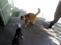 Dog vs Cat