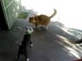 videos de Dog vs Cat