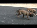 Our Fila Brasileiros at Play