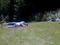 videos de sam and natty roll down hill