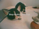 Cat and Rabbit by Katanna