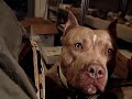 Funny dog