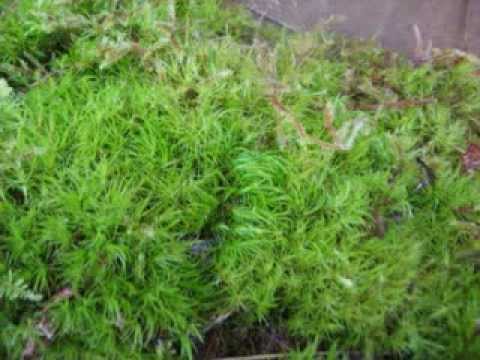 how to transplant reindeer moss