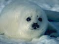 Seals in danger..