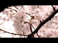 ???SAKURAZAKA????????????