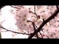 桜坂　SAKURAZAKA　Ｔｏｋｙｏ　Ｊａｐａｎ