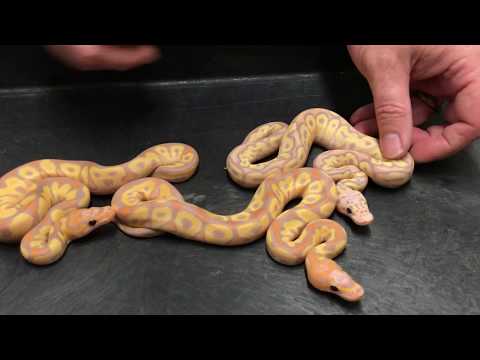 YouTube reptile video