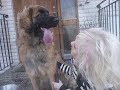 lady