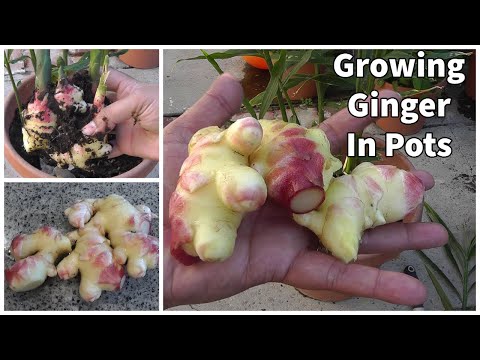 how to harvest ginger root
