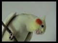 My parrots playing and singing