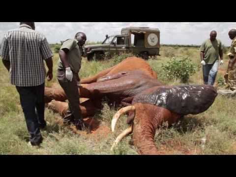 how to treat ivory