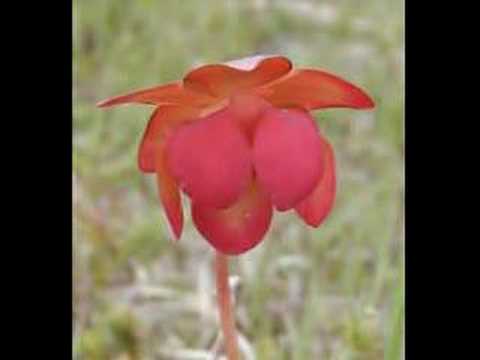 Pitcher Plant Sampler