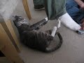 kitten lounging.