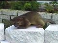 baby kinkajou