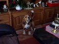 Beagle Rubbel Henry.mp4