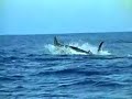 Swordfish - Marlins - Spearfish