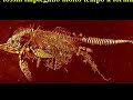 la paleontologia conferma il diluvio la paleontologia conferma il diluvio
