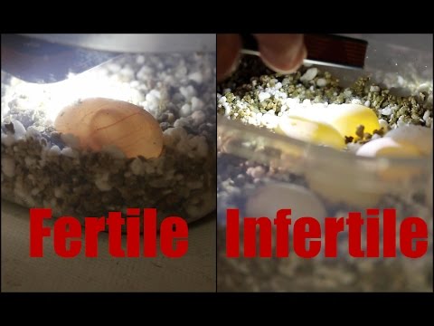 how to fertilize bearded dragon eggs
