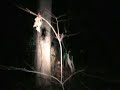 Coon Hunting Coon Hunting