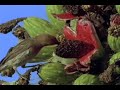 Blood Squirting Lizard