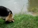 Sargento Meg Muttz