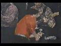 videos de SEMILLA con Peter Rock - 3