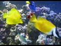 Marine Tank 450 litre aqua medic percula 120 video 4