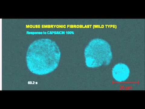 Mouse embryonic fibroblast