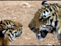 A Tiger Temple Tail 2