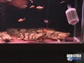 polypterus