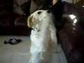 dog on two feet (Gouria)