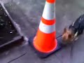 Mutley Crue