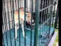 Dachshund loves Great Dane Dachshund loves Great Dane