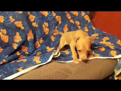 Skittles is a male Italian Greyhound