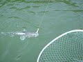WALLEYE SANDRE VOUGLANS