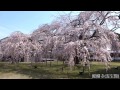 桜開花