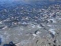 Capelin in Newfoundland, Canada Capelin in Newfoundland, Canada