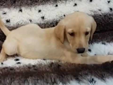 So cute and Sweet Labrador Puppy!
