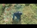 Cheeky Chimp at Belfast Zoo