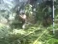 Tall Mature Oil Palm Pruning Tall Mature Oil Palm Pruning