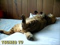 今年は良く寝たにゃ♪