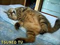 今年は良く寝たにゃ♪