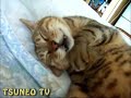 今年は良く寝たにゃ♪