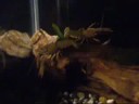 Two Northern Koura - Freshwater Crayfish