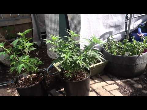 how to transplant outdoor weed plants